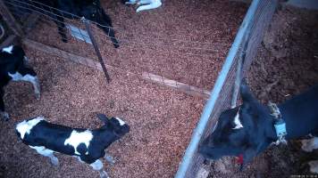 Mother cow looks at calves through fence - Screenshots from hidden camera footage at Golderama Holsteins Dairy - Captured at L.B. & M.A. Golder - 'Golderama Holsteins', Jervois SA Australia.