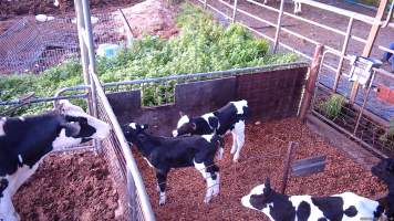 Mother cow looks at calves through fence - Screenshots from hidden camera footage at Golderama Holsteins Dairy - Captured at L.B. & M.A. Golder - 'Golderama Holsteins', Jervois SA Australia.