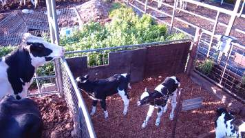Mother cow looks at calves through fence - Screenshots from hidden camera footage at Golderama Holsteins Dairy - Captured at L.B. & M.A. Golder - 'Golderama Holsteins', Jervois SA Australia.