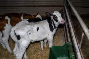 Calves in calf shed. - Handheld photos of calves in a calf shed at Triple T Farms Dairy. - Captured at Triple T Farms - La Casa Del Formaggio, Jervois SA Australia.