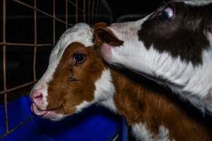 Calves in calf shed. - Handheld photos of calves in a calf shed at Triple T Farms Dairy. - Captured at Triple T Farms - La Casa Del Formaggio, Jervois SA Australia.