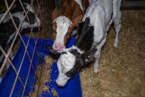 Calves in calf shed. - Handheld photos of calves in a calf shed at Triple T Farms Dairy. - Captured at Triple T Farms - La Casa Del Formaggio, Jervois SA Australia.