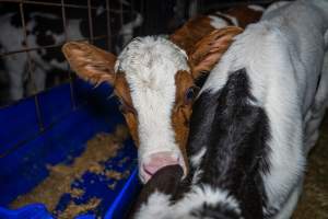 Calves in calf shed. - Handheld photos of calves in a calf shed at Triple T Farms Dairy. - Captured at Triple T Farms - La Casa Del Formaggio, Jervois SA Australia.