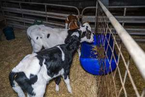 Calves in calf shed. - Handheld photos of calves in a calf shed at Triple T Farms Dairy. - Captured at Triple T Farms - La Casa Del Formaggio, Jervois SA Australia.