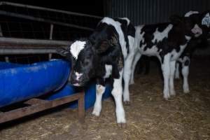 Calves in calf shed. - Handheld photos of calves in a calf shed at Triple T Farms Dairy. - Captured at Triple T Farms - La Casa Del Formaggio, Jervois SA Australia.