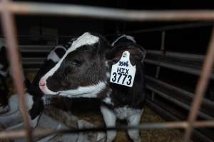 Calf with eartag - Handheld photos of calves in a calf shed at Triple T Farms Dairy. - Captured at Triple T Farms - La Casa Del Formaggio, Jervois SA Australia.