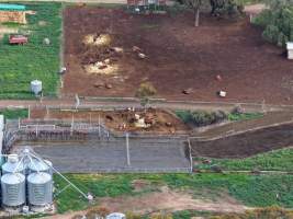 Drone flyover - Drone flyover of unknown dairy showing calf sheds and milking shed. - Captured at Unknown Dairy - Devondale, Woods Point SA Australia.