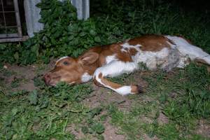Dead calf - A dead calf outside an unknown dairy. - Captured at Unknown Dairy - Devondale, Woods Point SA Australia.