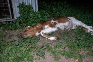 Dead calf - A dead calf outside an unknown dairy. - Captured at Unknown Dairy - Devondale, Woods Point SA Australia.