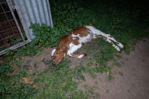 Dead calf - A dead calf outside an unknown dairy. - Captured at Unknown Dairy - Devondale, Woods Point SA Australia.