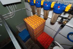 Captured at Josh's Rainbow Eggs, Monegeetta VIC Australia.