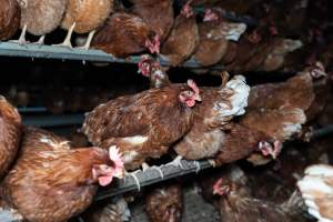 Captured at Josh's Rainbow Eggs, Monegeetta VIC Australia.