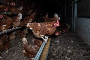 Captured at Josh's Rainbow Eggs, Monegeetta VIC Australia.