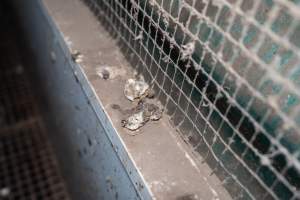 Captured at Josh's Rainbow Eggs, Monegeetta VIC Australia.