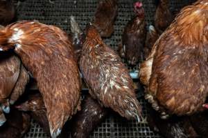 Captured at Josh's Rainbow Eggs, Monegeetta VIC Australia.