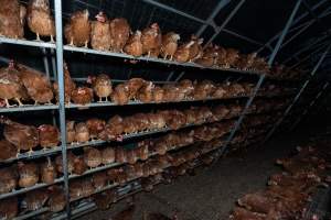 Captured at Josh's Rainbow Eggs, Monegeetta VIC Australia.