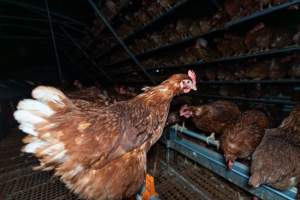 Captured at Josh's Rainbow Eggs, Monegeetta VIC Australia.