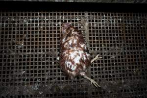 Captured at Josh's Rainbow Eggs, Monegeetta VIC Australia.