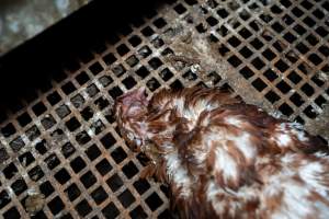 Captured at Josh's Rainbow Eggs, Monegeetta VIC Australia.