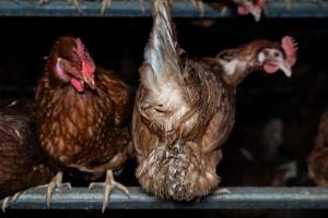 Captured at Josh's Rainbow Eggs, Monegeetta VIC Australia.