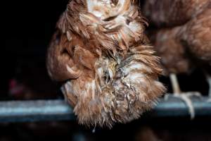 Captured at Josh's Rainbow Eggs, Monegeetta VIC Australia.