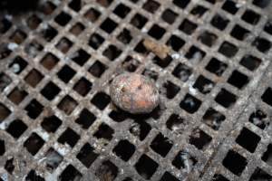 Captured at Josh's Rainbow Eggs, Monegeetta VIC Australia.