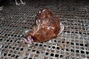 Captured at Josh's Rainbow Eggs, Monegeetta VIC Australia.