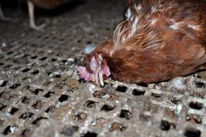 Captured at Josh's Rainbow Eggs, Monegeetta VIC Australia.