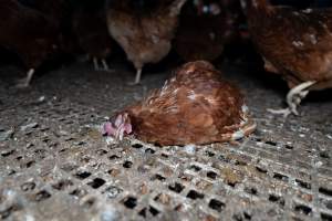 Captured at Josh's Rainbow Eggs, Monegeetta VIC Australia.