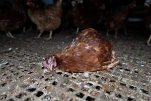 Captured at Josh's Rainbow Eggs, Monegeetta VIC Australia.