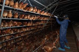 Captured at Josh's Rainbow Eggs, Monegeetta VIC Australia.