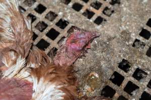 Captured at Josh's Rainbow Eggs, Monegeetta VIC Australia.