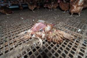 Captured at Josh's Rainbow Eggs, Monegeetta VIC Australia.