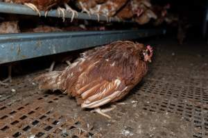 Captured at Josh's Rainbow Eggs, Monegeetta VIC Australia.