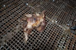 Captured at Josh's Rainbow Eggs, Monegeetta VIC Australia.