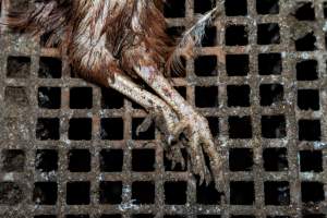 Captured at Josh's Rainbow Eggs, Monegeetta VIC Australia.