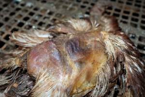 Captured at Josh's Rainbow Eggs, Monegeetta VIC Australia.