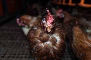 Captured at Josh's Rainbow Eggs, Monegeetta VIC Australia.