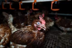 Captured at Josh's Rainbow Eggs, Monegeetta VIC Australia.