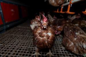 Captured at Josh's Rainbow Eggs, Monegeetta VIC Australia.