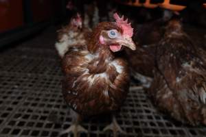 Captured at Josh's Rainbow Eggs, Monegeetta VIC Australia.