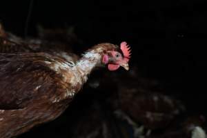 Captured at Josh's Rainbow Eggs, Monegeetta VIC Australia.
