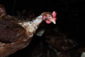 Captured at Josh's Rainbow Eggs, Monegeetta VIC Australia.