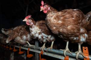 Captured at Josh's Rainbow Eggs, Monegeetta VIC Australia.