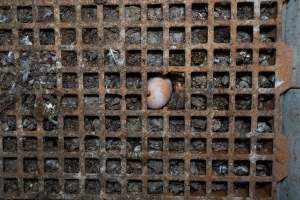 Captured at Josh's Rainbow Eggs, Monegeetta VIC Australia.