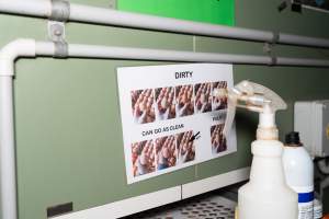 Captured at Josh's Rainbow Eggs, Monegeetta VIC Australia.