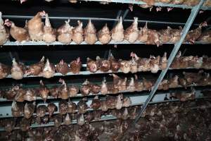 Captured at Josh's Rainbow Eggs, Monegeetta VIC Australia.