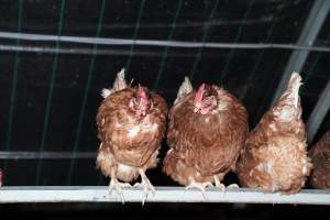 Captured at Josh's Rainbow Eggs, Monegeetta VIC Australia.