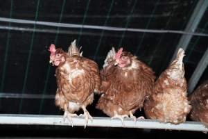 Captured at Josh's Rainbow Eggs, Monegeetta VIC Australia.