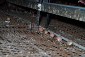 Captured at Josh's Rainbow Eggs, Monegeetta VIC Australia.